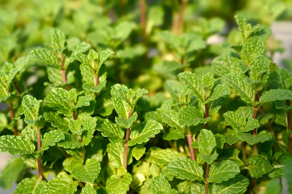 Menthe marocaine-min