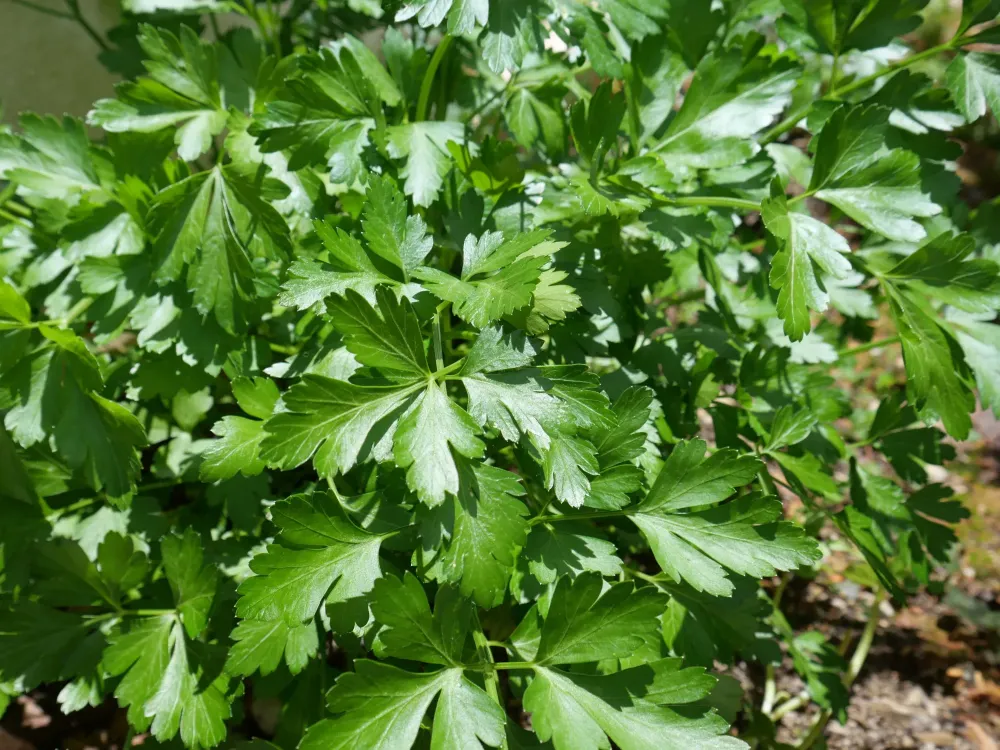 Persil commun géant d'Italie