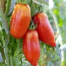 Tomate andine cornue
