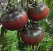 Tomate black from Tula