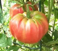 Tomate Brandywine