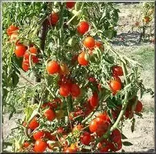 Tomate cerise brin de muget