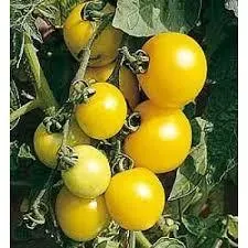 Tomate golden sunrise