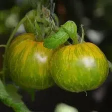 Tomate Green Zebra
