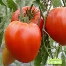 Tomate Grushovska