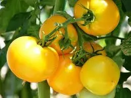 Tomate jaune d'Espagne