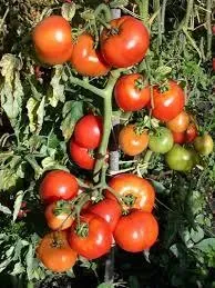 Tomate joie de la table