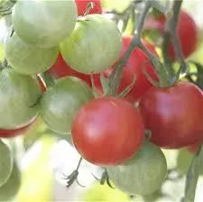 Tomate miel du mexique