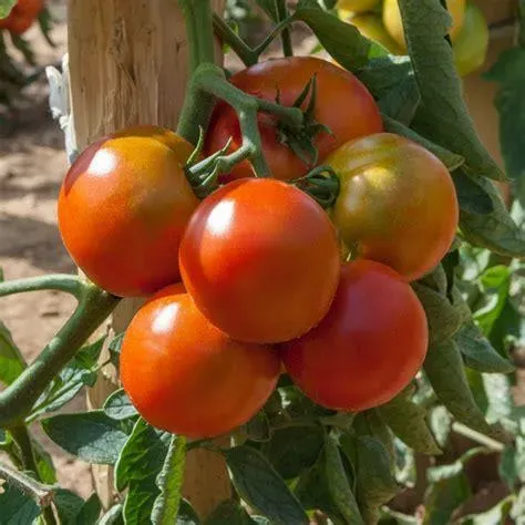 Tomate Montfavet