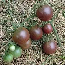 Tomate noire de crimee