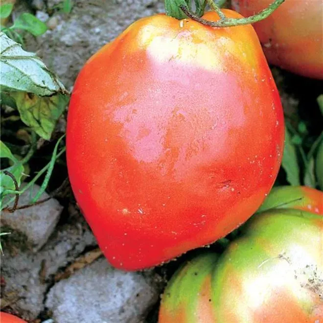 Variété ancienne près de Mérignac