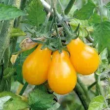 Tomate poire jaune 