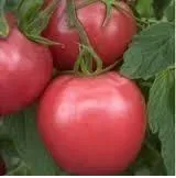 Tomate rose de Berne