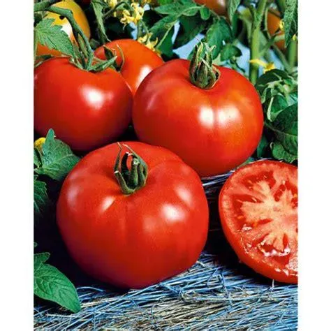 Tomate royale de Guineaux