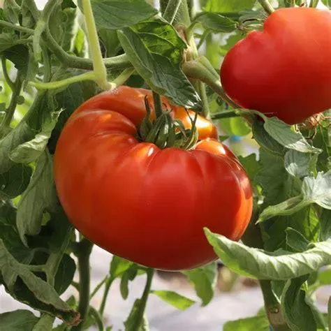 Tomate Russe rouge