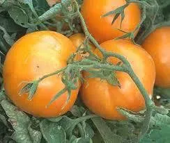 Tomate Russian Persimmon