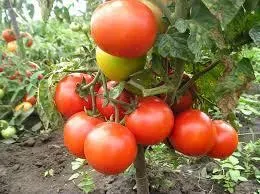 Tomate Saint Pierre