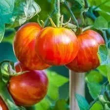 Tomate Tigrella bicolore