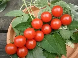 Tomate washington cherry