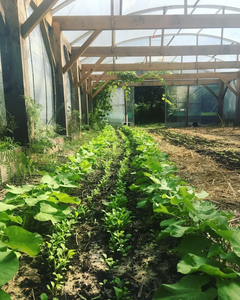 Plantes près de Mérignac