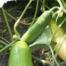 Concombre Maraicher
