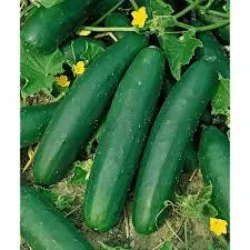 Concombre Marketmore