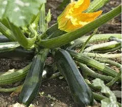 Courgette Black Beauty