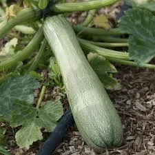 Courgette Génovèse