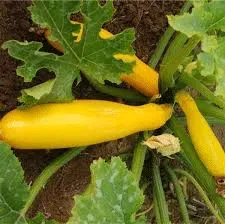 Courgette Gold Rush