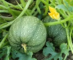 Courgette ronde de Nice