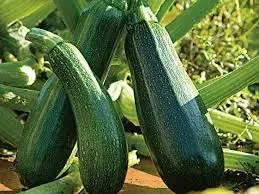 Courgette verte de Milan