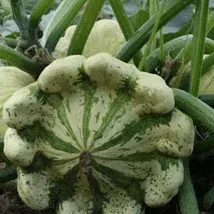 patisson-vert-et-blanc