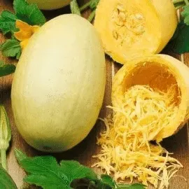 courge-spaghetti