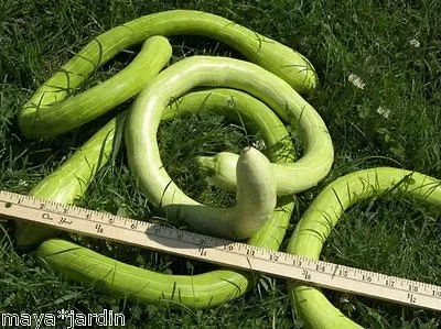 courge-tromba-albenga