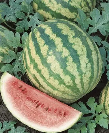 pasteque-crimson-sweet