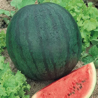 Pastèque Sugar Baby