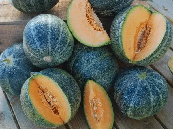 Melon petit gris de Rennes
