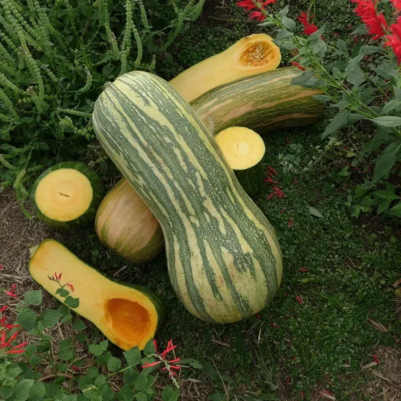 Courge pleine de Naples