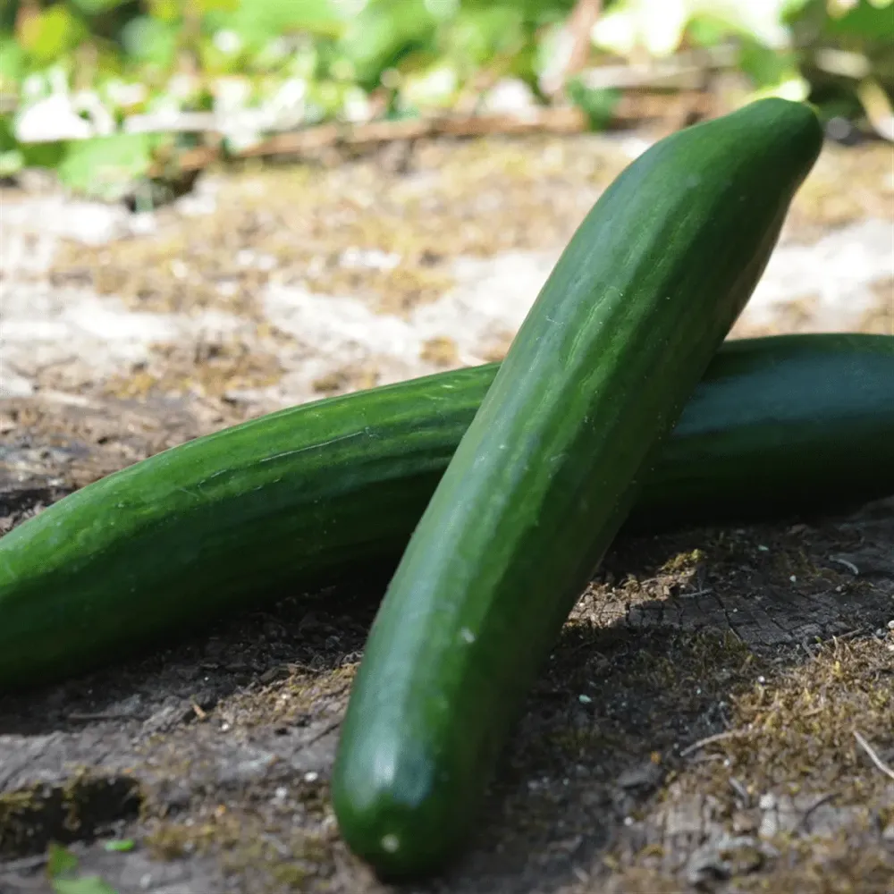 Concombre Rollison's Telegraph