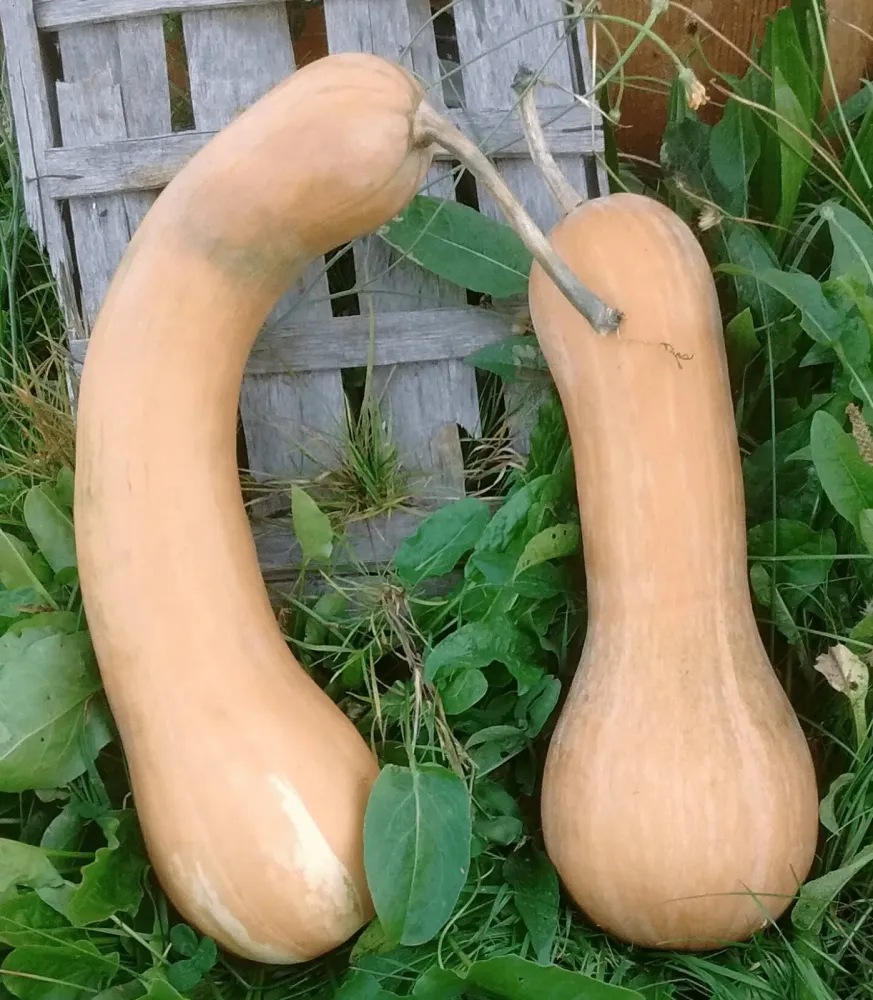 courge-longue-de-nice-min