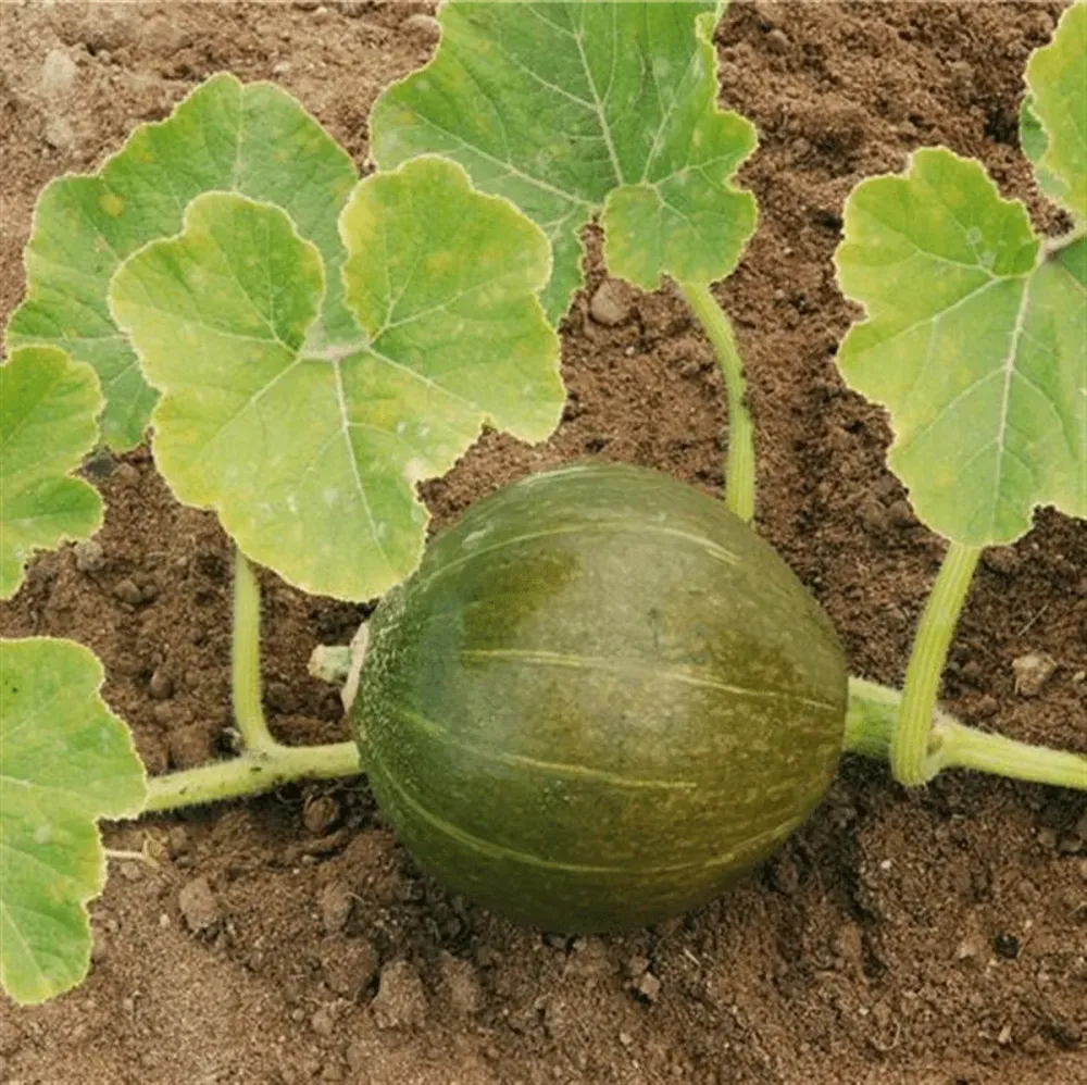 potiron-courge-olive-min