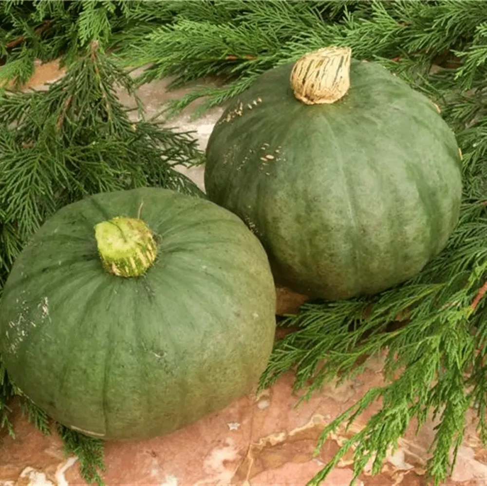 Potimarron Green Hokkaido