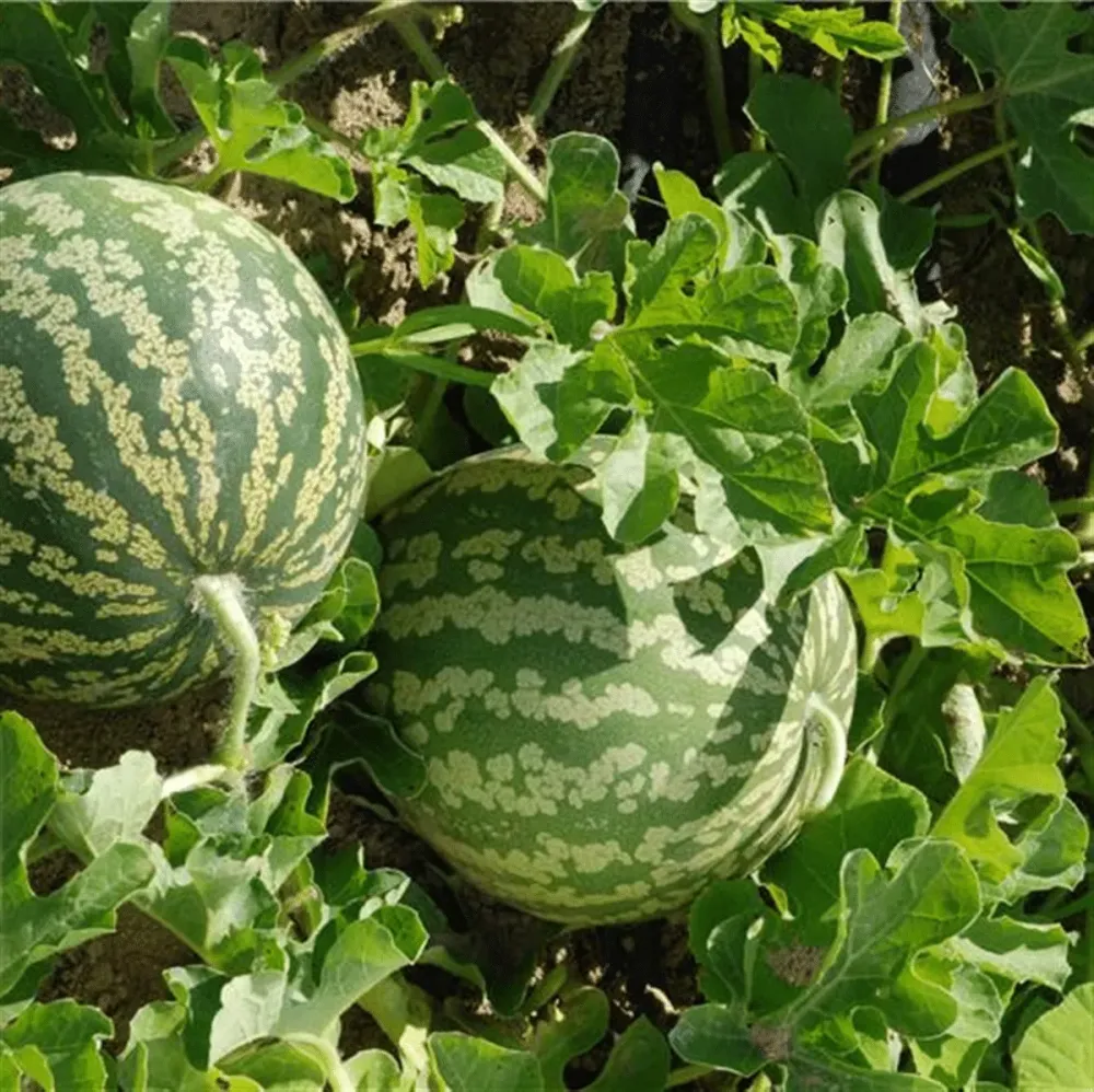 pasteque-graine-rouge-min