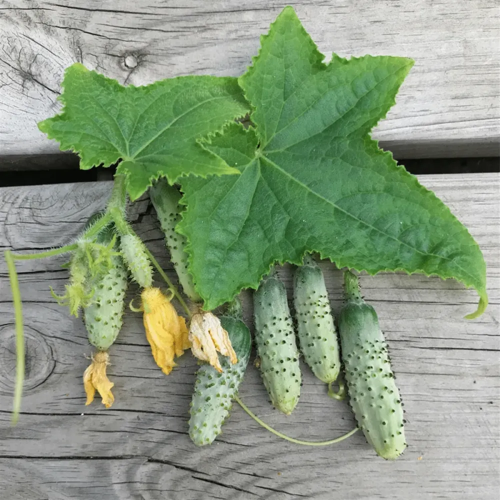 cornichon-petit-vert-de-paris