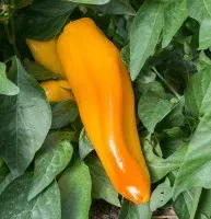 Poivron italian yellow Marconi