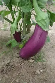 aubergine-violette-de-toulouse