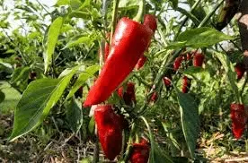 Piment Gorria