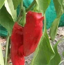 poivron-corno-di-toro-rosso