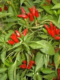 Piment Etna