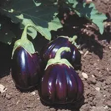 aubergine-black-beauty